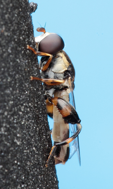 Syritta pipiens (Syrphidae)